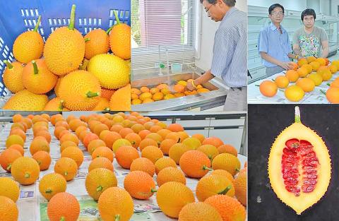 လျစ်လျူရှုခံ ကျောက်သားပျက်သီး (Gac Fruit) သို့မဟုတ် ကောင်းကင်ဘုံမှ နတ်သစ်သီး