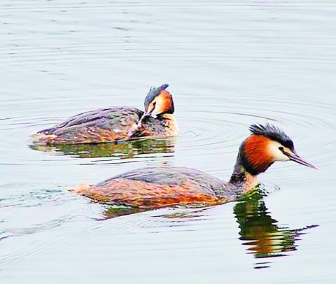 ကြက်ငှက်တုပ်ကွေးရောဂါ  (Avian Influenza or Bird Flu) နှင့် ငှက်ရိုင်းများ၏ အခန်းကဏ္ဍ