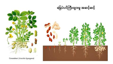 မြေပဲသီးနှံအထွက်တိုးရေးအတွက် ဂရုပြုဆောင်ရွက်သင့်သည့်အချက်များ