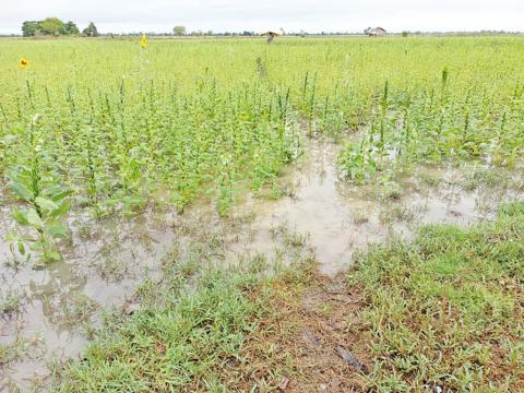  ရေကြီးမှုကြောင့် သီးနှံများပျက်စီးဆုံးရှုံးမှုမရှိစေရေး ဆောင်ရွက်ပေးသင့်သည့် နည်းလမ်းကောင်းများ   