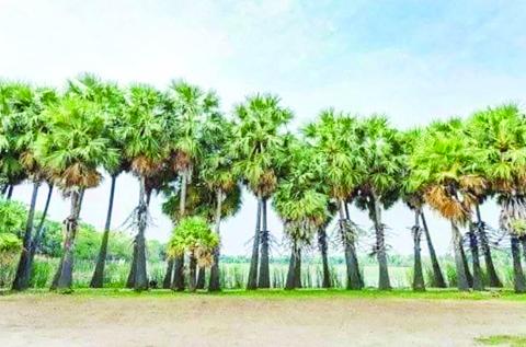 အညာဒေသ၏ ပြယုဂ်သဖွယ်တည်ရှိနေသည့် ထန်းတောများ