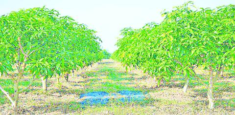 စီးပွားဖြစ် ပြည်ပပို့ကုန်နှစ်ရှည်ပင်သရက်စိုက်ပျိုးမည်ဆိုလျှင်