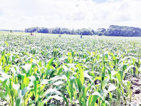 တောင်သူများ ဝင်ငွေတိုးမည်အမှန် အစေ့ထုတ်ပြောင်းသီးနှံ