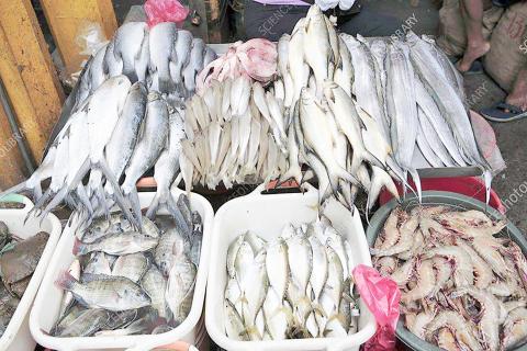 ငါးမွေးမြူရေးလုပ်ငန်းများဖွံ့ဖြိုးတိုးတက်ရေးအတွက်မျိုးကောင်းမျိုးသန့်များထိန်းသိမ်းခြင်းနှင့် မျိုးမြှင့် တင်ခြင်း