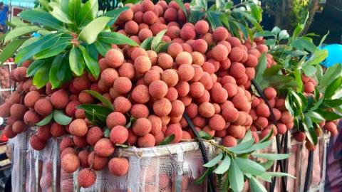 လိုက်ချီးသီးနှင့်ကျန်းမာရေး