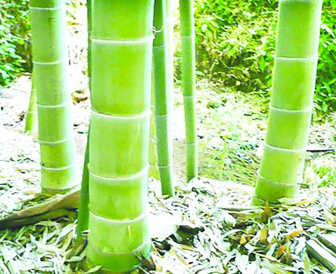 ရွှေစိမ်း ခေါ် ဝါး (ဝါးအကြောင်းသိကောင်းစရာနှင့် ဝါးပျိုးထောင်စိုက်ပျိုးခြင်းနည်းလမ်းများ)  