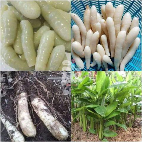 အာဒါလွတ်ဥ၏ အာဟာရတန်ဖိုးနှင့် ဆေးဖက်ဝင်အာနိသင်များ