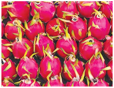 Yekyi Township sends 550,000 pieces of dragon550,000 pieces of dragon fruits to Yangon marketfruits to Yangon market 