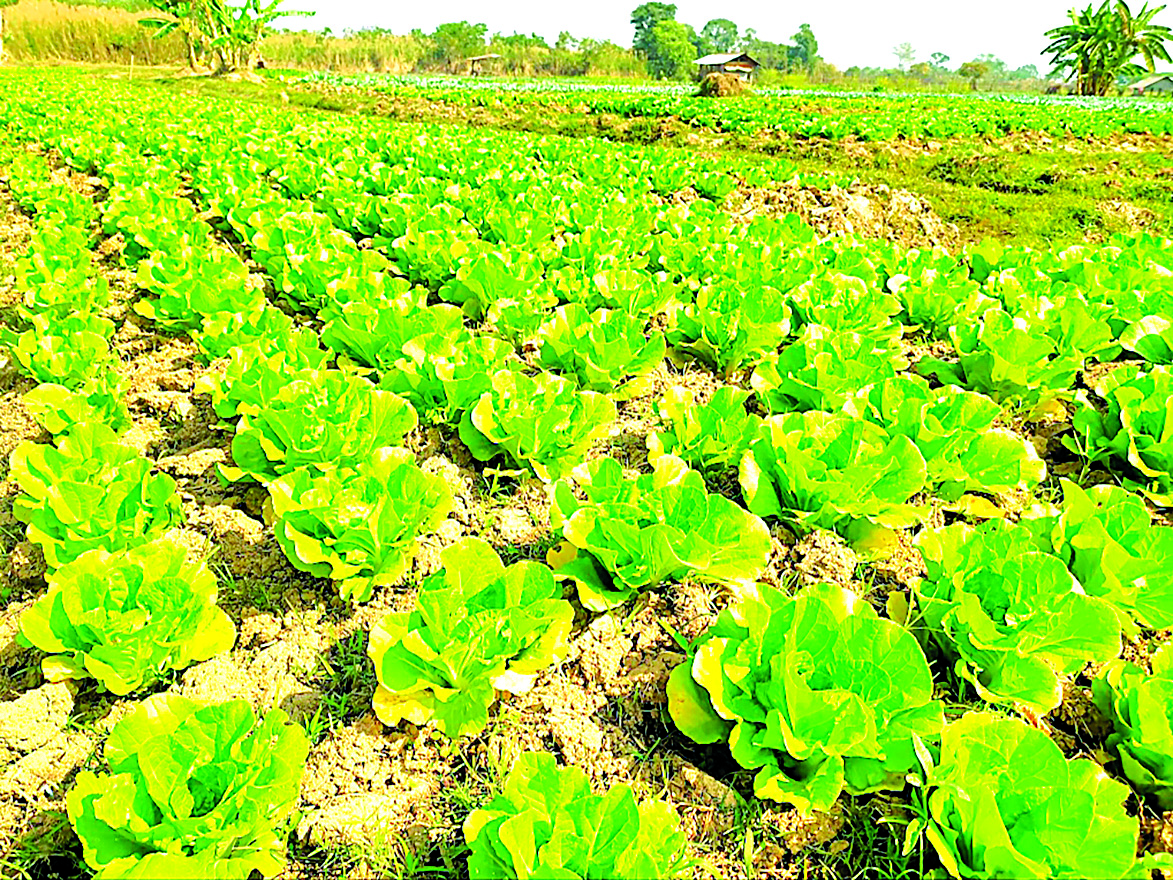 ဆောင်းသီးနှံစိုက်ပျိုးရာသီတွင် ဟင်းသီးဟင်းရွက်ပင် ၉၃၇ ဧကစိုက်ပျိုးပြီးစီး