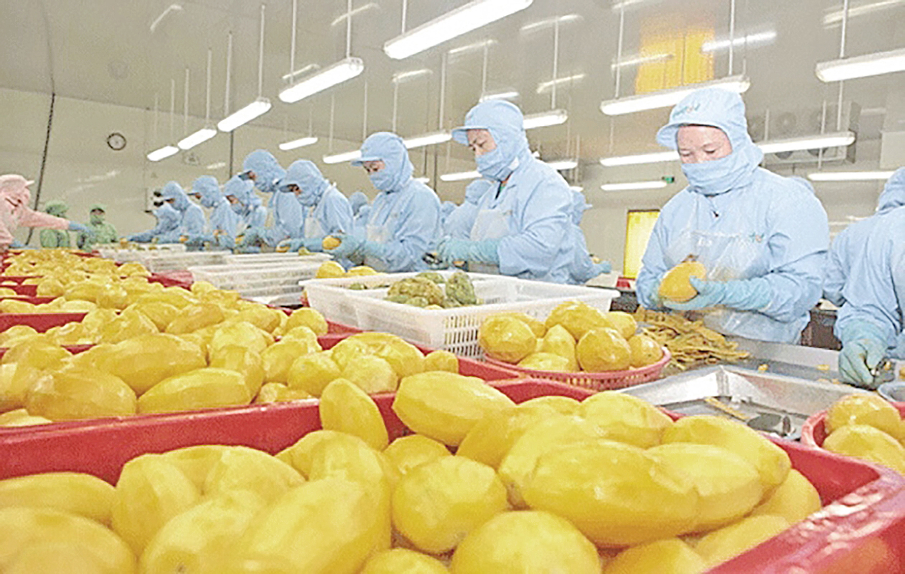 ၂၀၂၅ ခုနှစ်တွင် စိုက်ပျိုးပို့ကုန် တင်ပို့မှုမှ ဒေါ်လာ ၈ ဘီလီယံအထိ ရရှိနိုင်မည်ဟု ဗီယက်နမ် မျှော်မှန်း