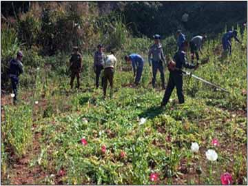 ရှမ်းပြည်နယ်(အရှေ့ပိုင်း)၊ မိုင်းတုံမြို့နယ်၌ ဘိန်းခင်းများဖျက်ဆီး