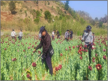 ရှမ်းပြည်နယ်(တောင်ပိုင်း)၊ ဟိုပုံးမြို့နယ်၌ ဘိန်းခင်းဖျက်ဆီးခြင်းများဆောင်ရွက်မှုမှတ်တမ်းဓာတ်ပုံ။