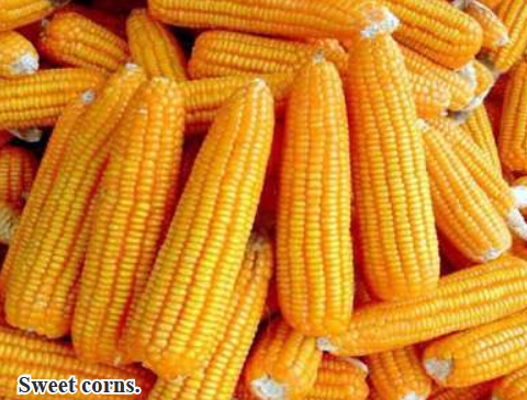 Farmers complete harvest of sweet corns in Kalewa Township