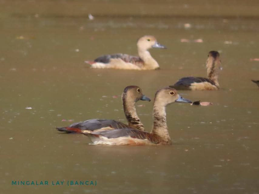 BANCA collaborates with local communities to conserve critical bird species in wetlands