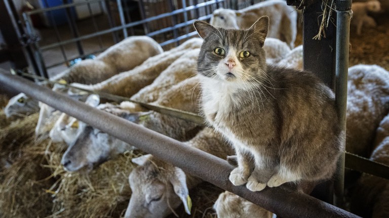Sputnik V ဖန်တီးသူက ကမ္ဘာလုံးဆိုင်ရာ 'cat flu' ကပ်ရောဂါအကြောင်း သတိပေး