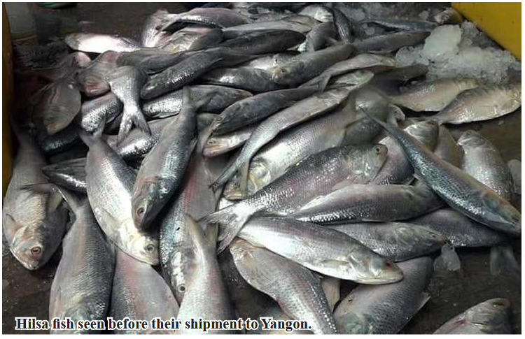 Mawlamyinegyun Township sends large hilsa fish shipment to Yangon in April