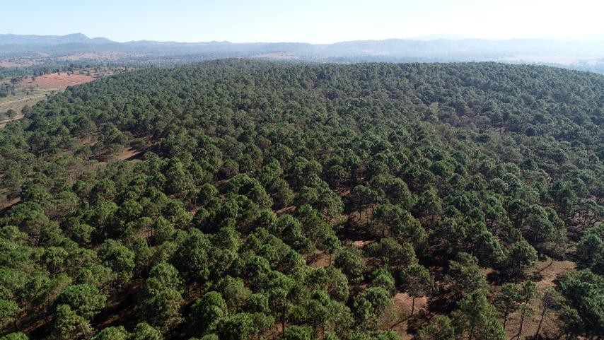 Nampon declared protected public forest