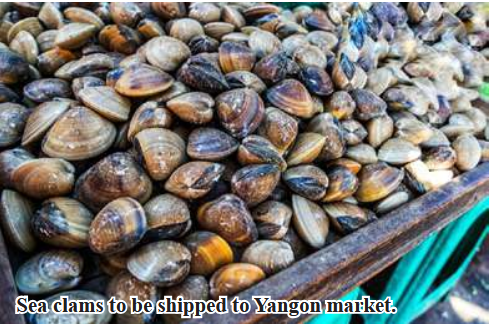 Merchants from Labutta Township supply 77,000 viss of sea clams to Yangon market in April