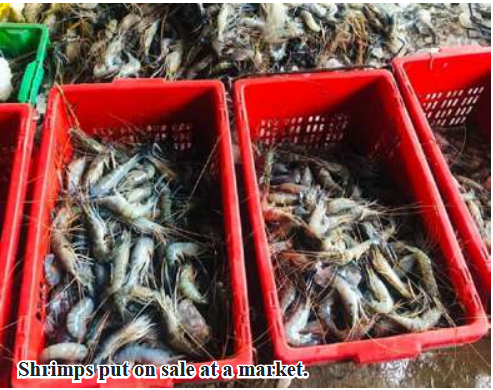 Varieties of shrimps sold to Yangon market in April