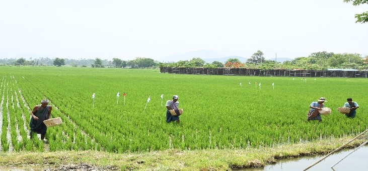 ကျောက်ဆည်မြို့နယ်တွင် သင်းတွဲစိုက်ပျိုးရေးရှေ့တန်းစခန်းတွင် နွေသီးနှံ မျိုးစုံ (၁၀၄၀၃) ဧက စိုက်ပျိုး