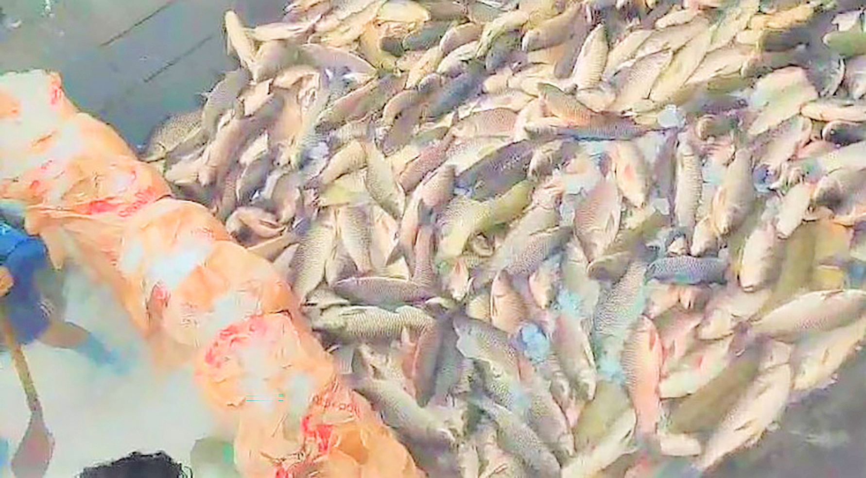 ၂၀၂၄-၂၀၂၅ ဘဏ္ဍာနှစ်တွင် ရေချိုထွက်ကုန် တန်ချိန် ၅၅၀၀၀၀ ကျော်မှ အမေရိကန်ဒေါ်လာ ၇၂၂ သန်းကျော် ရရှိ
