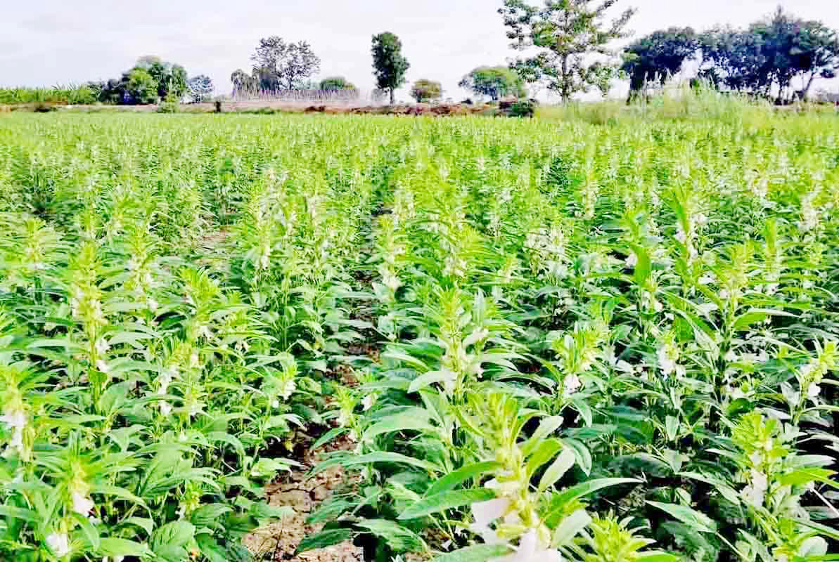 မကွေးတိုင်းဒေသကြီး အတွင်း ယခုနှစ် မိုးသီးနှံ စိုက်ပျိုးရာသီတွင် နှမ်းဧက ၁၂ သိန်းခန့် စိုက်ပျိုးမည်