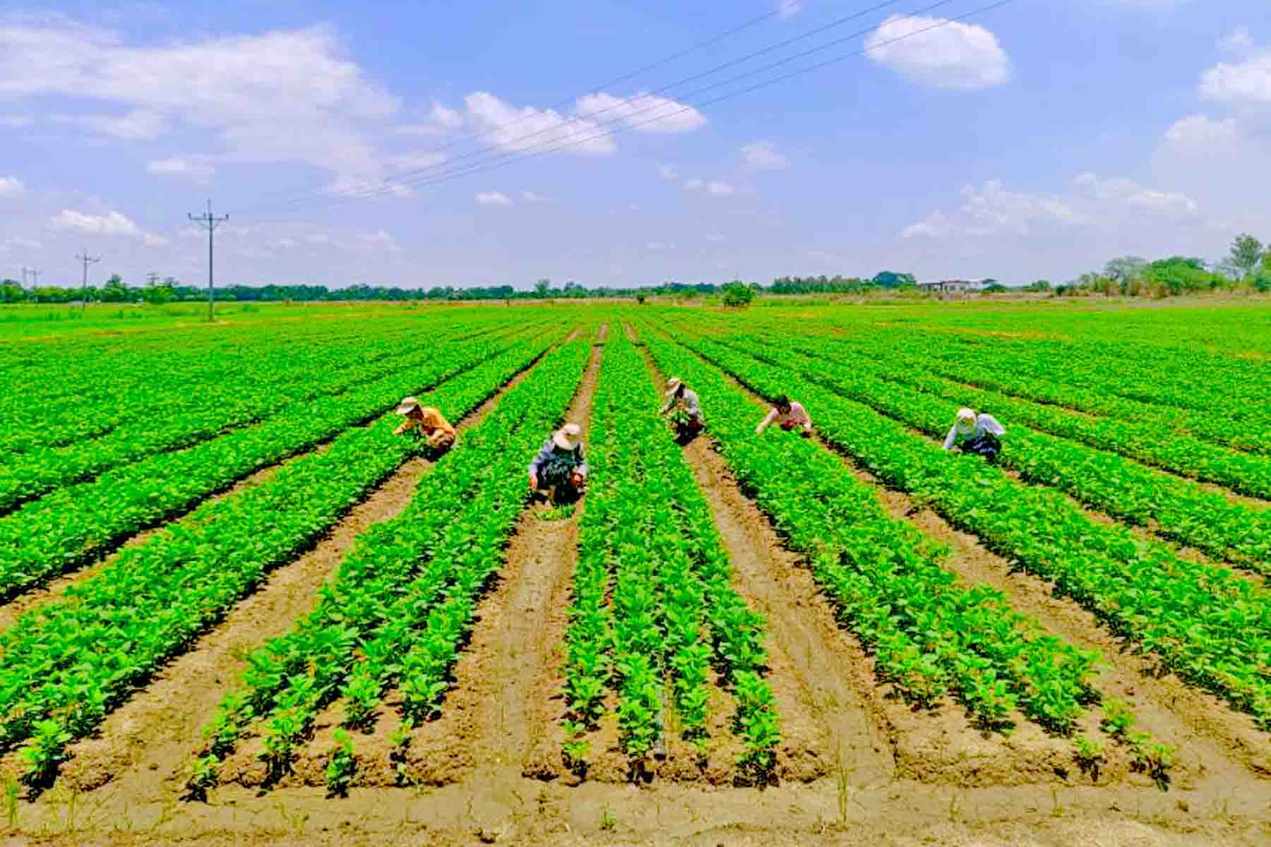 ပွင့်ဖြူမြို့နယ်၌ ယခုနှစ် မိုးသီးနှံ စိုက်ပျိုးရာသီတွင် နှမ်း ၃၁၁၆ ဧကစိုက်ပျိုးပြီးစီး