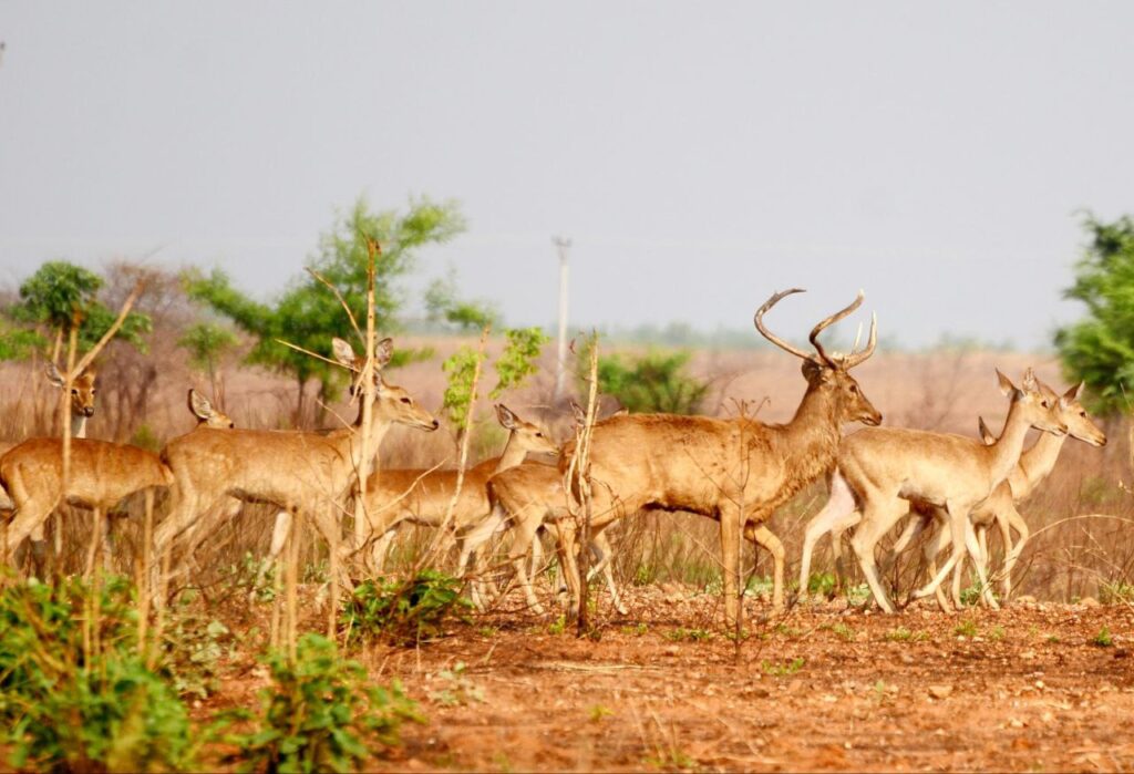 60 golden deer conserved at Mann Shwesettaw Sanctuary