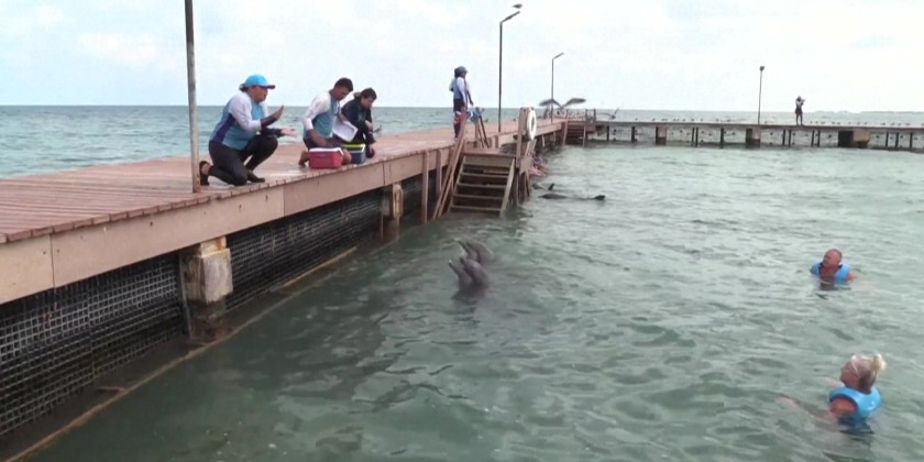 Mexican lawmakers vote to ban dolphin shows