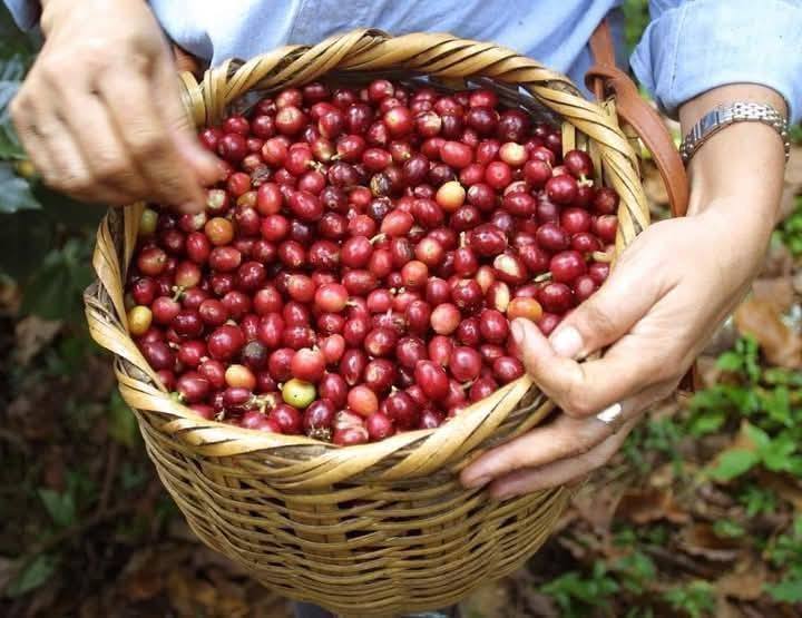 Technology distribution planned for cultivation of lowland coffee varieties