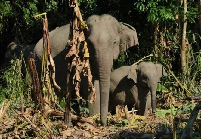 Over 64 Asian elephants spotted in Taninthayi Nature Reserve