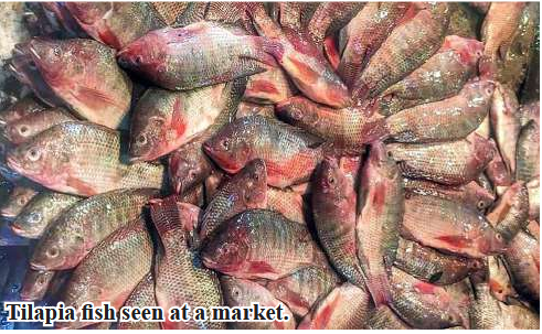 70,000 viss of tilapia fish sent to Yangon market in May