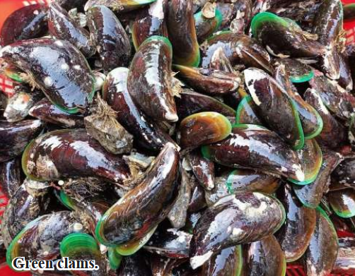 A large number of green clams sent to Yangon market in May