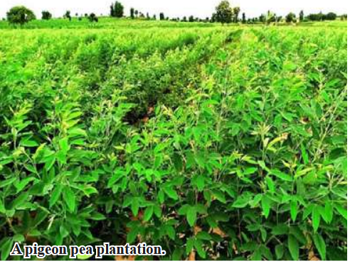 Kyunhla Township to plant over 10,000 acres of pigeon peas this rainy season