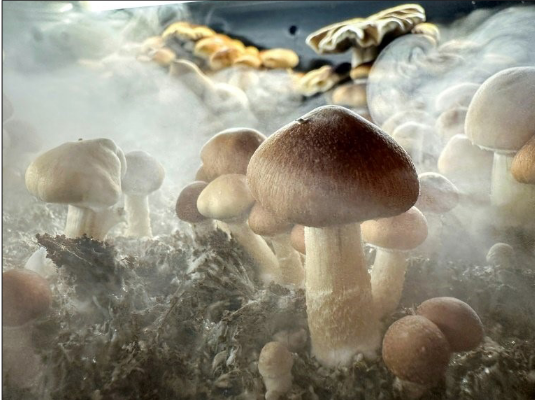 New Zealand approves medicinal use of ‘magic mushrooms’