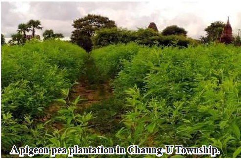 Over 2,000 acres of pigeon pea cultivated in Chaung-U Township during this monsoon season