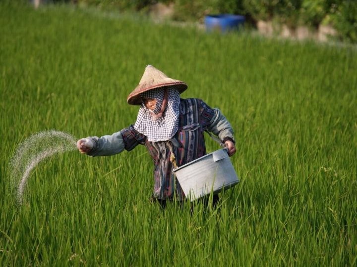 H1 fertilizer prices hold steady