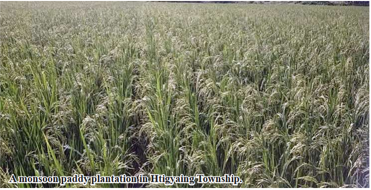 Htigyaing Township plans to grow over 40,000 acres of rain-fed rice