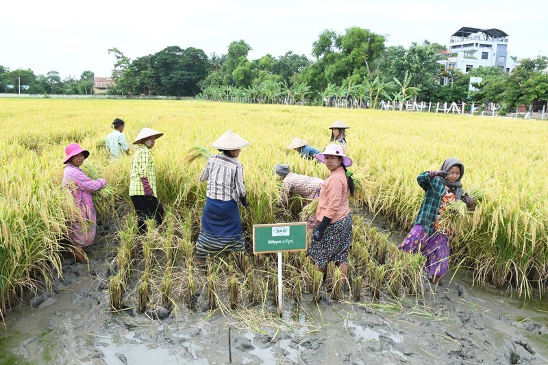 ကျောက်ဆည်မြို့နယ်၌  အလားအလာကောင်း၊ အထွက်နှုန်းကောင်း ၊ ဈေးကွက်ဝင်စပါးမျိုးသစ် (အောင်နိုင်တိုး) နွေစပါးစံကွက်ရိတ်သိမ်းပွဲ ကျင်းပ