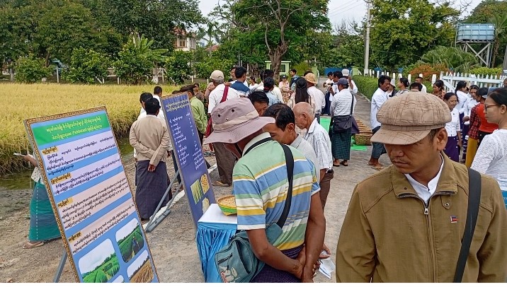 ကျောက်ဆည်မြို့နယ်၌  အလားအလာကောင်း၊ အထွက်နှုန်းကောင်း ၊ ဈေးကွက်ဝင်စပါးမျိုးသစ် (အောင်နိုင်တိုး) နွေစပါးစံကွက်ရိတ်သိမ်းပွဲ ကျင်းပ