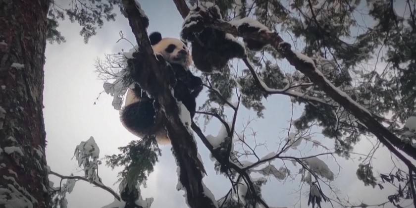 Giant pandas wild training