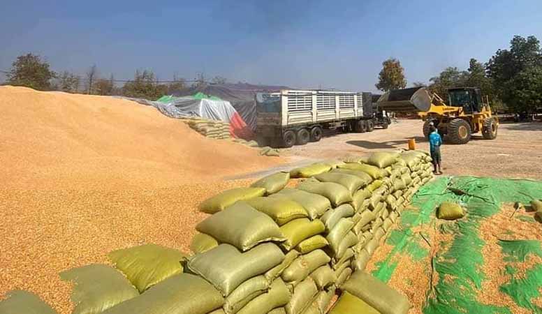 Domestic maize price jumps on global cues