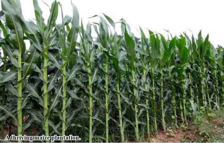 Farmers to cultivate more than 23,000 acres of maize and sweet corns in Kalay Township this monsoon