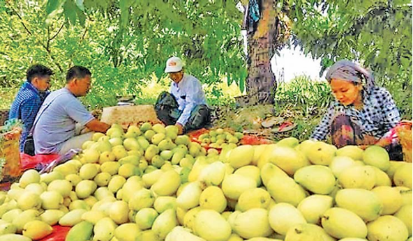  Seintalone mango marketable in Hinthada Township with high demand