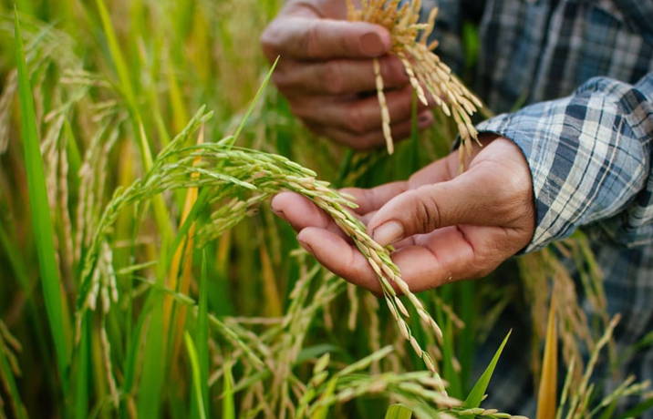Myanma Pawsan rice seeks GI status
