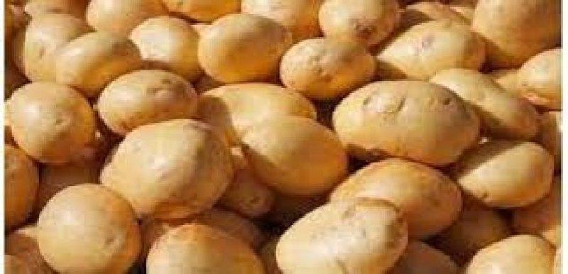 နောင်တရားဒေသတွင် အာလူးများကို တစ်နှစ်လျှင် (၃)ကြိမ် စိုက်ပျိုးကြပြီး အာလူးစိုက်ဧကပေါင်း (၁၀,၀၀၀)ကျော် စိုက်ပျိုးလျက်ရှိ