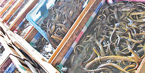 spiny eels