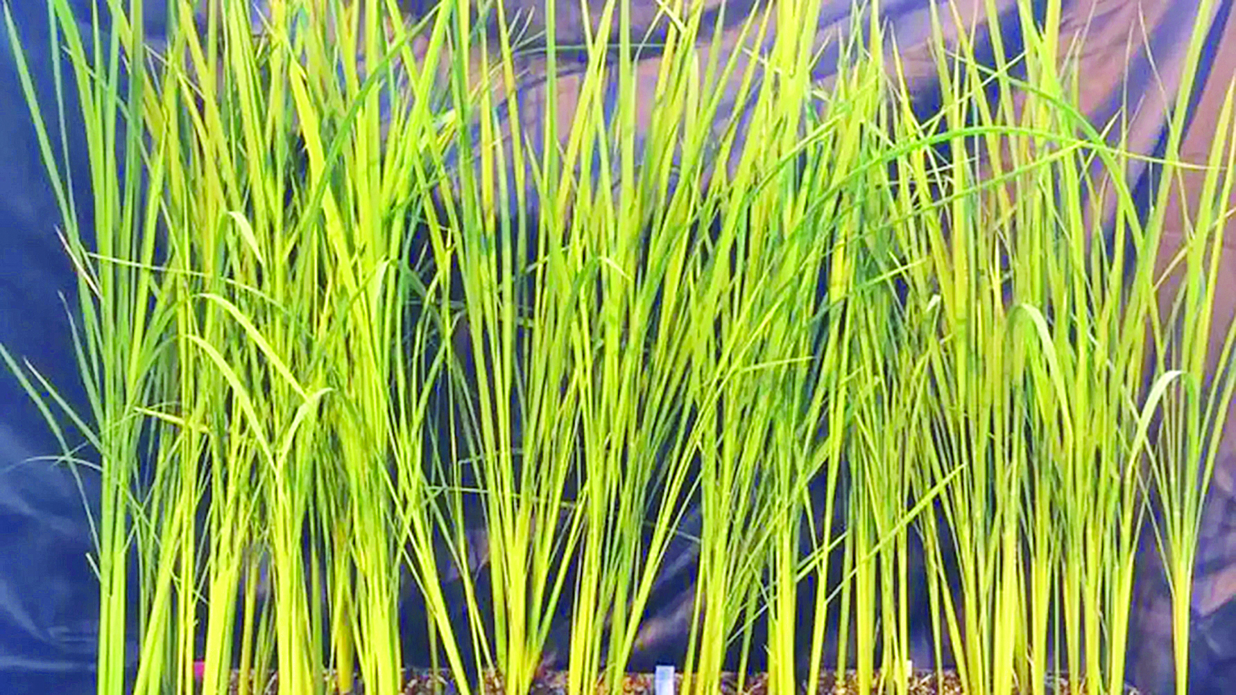 အာကာသယာဉ်မှူးများ အတွက် အသုံးဝင်မယ့် စပါးပင်ပုမျိုးအသစ်