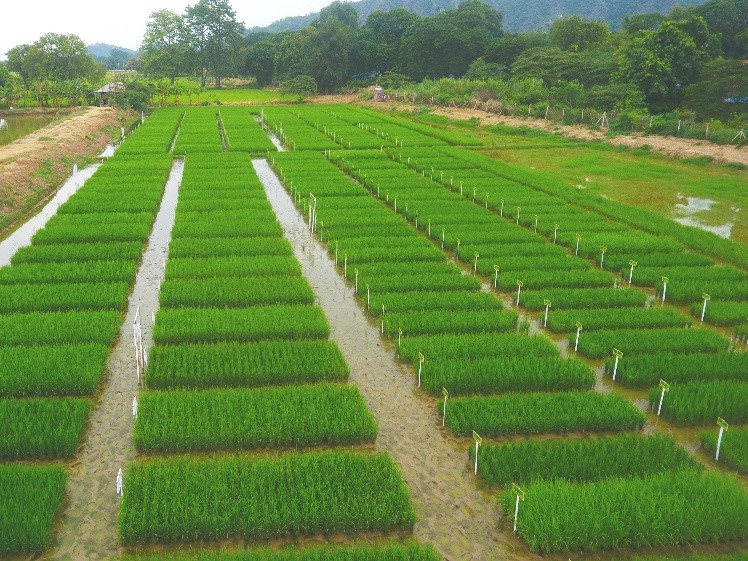 ၂၀၂၅-၂၀၂၆ ခုနှစ် မိုးစပါးမျိုးကွဲများအလိုက် (၅၂၈၁၇) ဧက လျာထား စိုက်ပျိုး