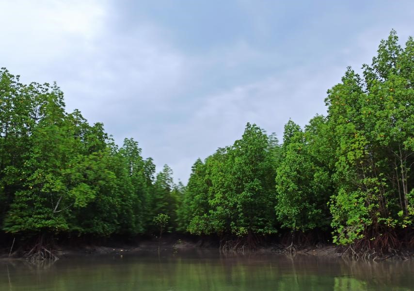 Chaungnyiko mangrove forest designated for biodiversity conservation